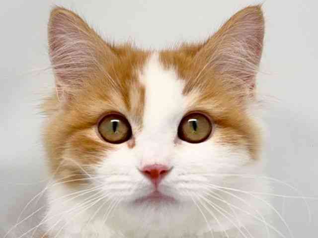 京都府のサイベリアン (ひごペットフレンドリー洛北阪急スクエア店/2025年8月16日生まれ/女の子/レッドタビーホワイト)の子猫の1枚目の画像