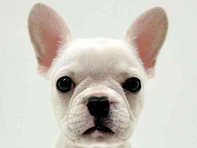 兵庫県のフレンチブルドッグ (ひごペットフレンドリーブルメールHAT神戸店/2025年8月16日生まれ/女の子/クリーム)の子犬の1枚目の画像