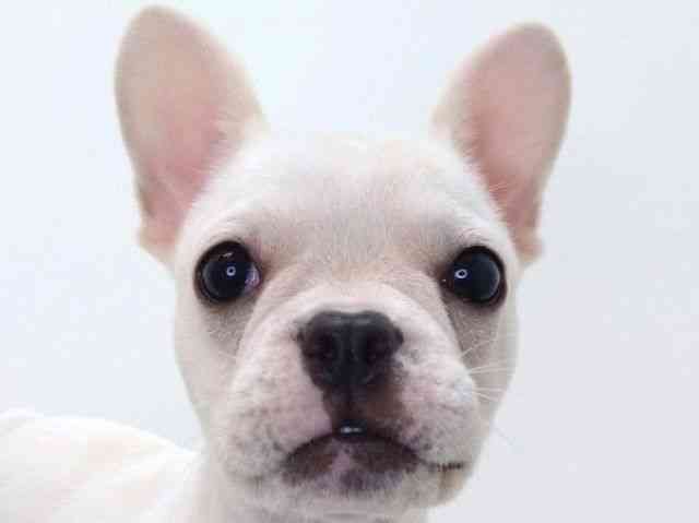 大阪府のフレンチブルドッグ (ひごペットフレンドリーいこらもーる泉佐野店/2025年8月16日生まれ/女の子/クリーム)の子犬の1枚目の画像