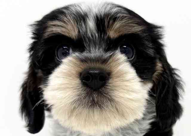 大阪府のマルキャバ/キャバチーズ(マルチーズ×キャバリア) (ひごペットフレンドリーくずはモール店/2025年8月16日生まれ/女の子/トライカラー)の子犬の1枚目の画像