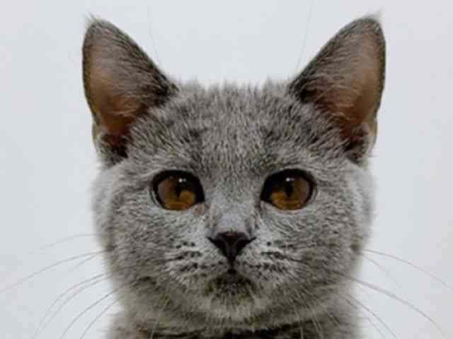 広島県のシャルトリュー (ひごペットフレンドリーフジグラン神辺店/2025年8月14日生まれ/女の子/ブルー)の子猫の1枚目の画像