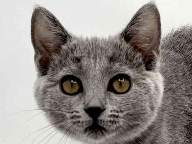 愛知県のシャルトリュー (ひごペットフレンドリーヴィアモール アピタ江南西店/2025年8月14日生まれ/女の子/ブルー)の子猫の1枚目の画像