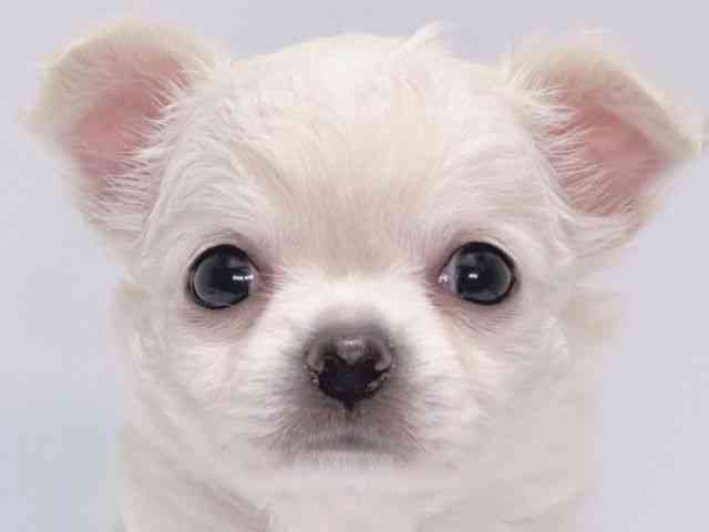 大阪府のチワワ(ロング) (ひごペットフレンドリーイズミヤショッピングセンター千里丘店/2025年8月17日生まれ/女の子/クリーム)の子犬の1枚目の画像