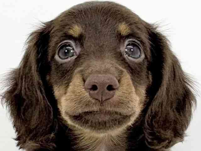 京都府のミニチュアダックスフンド(ロング) (ひごペットフレンドリーイズミヤショッピングセンター八幡店/2025年8月16日生まれ/男の子/チョコレートタン)の子犬の1枚目の画像