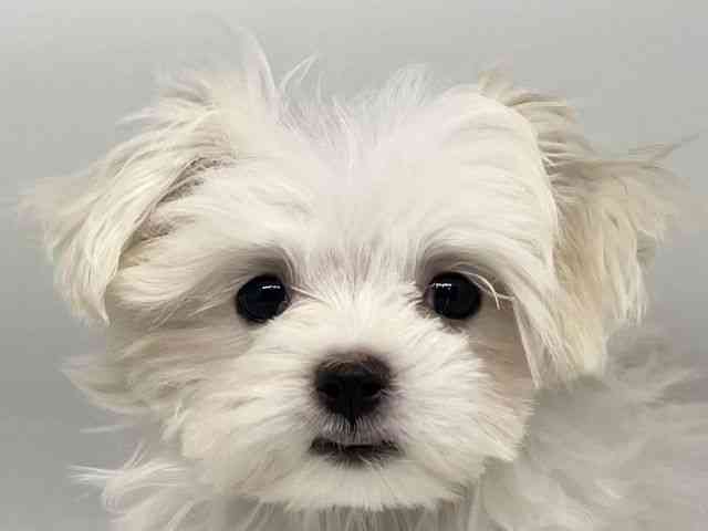 徳島県のマルチーズ (ひごペットフレンドリーゆめタウン徳島店/2025年8月14日生まれ/女の子/ホワイト)の子犬の1枚目の画像