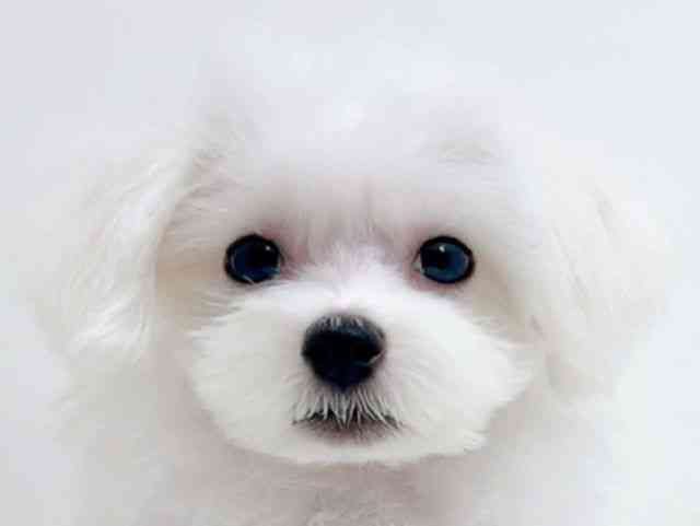 広島県のハーフ犬・ミックス犬 (ひごペットフレンドリーフジグラン神辺店/2025年8月16日生まれ/男の子/ホワイト)の子犬の1枚目の画像