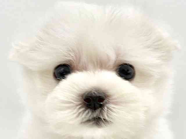 大阪府のハーフ犬・ミックス犬 (ひごペットフレンドリーイオンタウン豊中庄内店/2025年8月16日生まれ/男の子/ホワイト)の子犬の1枚目の画像