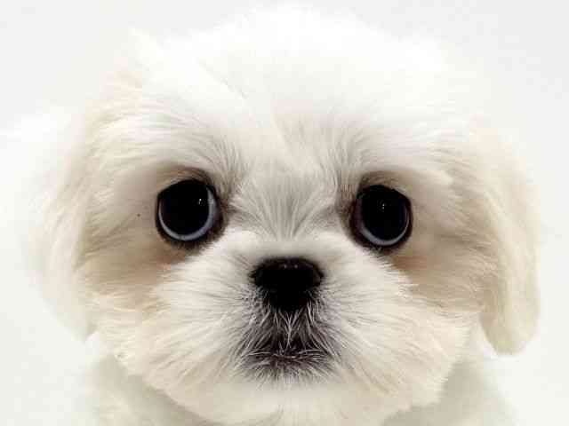 大阪府のペキマル/マルペキ(ペキニーズ×マルチーズ) (ひごペットフレンドリーくずはモール店/2025年8月9日生まれ/女の子/ホワイト)の子犬の1枚目の画像