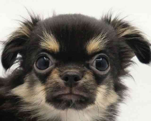 兵庫県のチワワ(ロング) (ひごペットフレンドリークラウンパーク伊丹店/2025年8月17日生まれ/男の子/ブラックタン)の子犬の1枚目の画像