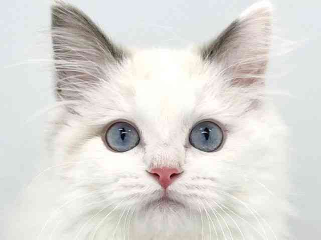 大阪府のラグドール (ひごペットフレンドリーイトーヨーカドー津久野店/2025年8月15日生まれ/男の子/ブルーポイントバイカラー)の子猫の1枚目の画像