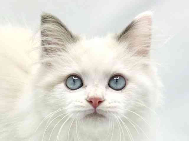 大阪府のラグドール (ひごペットフレンドリーイトーヨーカドー津久野店/2025年8月15日生まれ/男の子/ブルーポイントバイカラー)の子猫の1枚目の画像