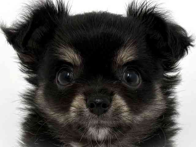 大阪府のチワワ(ロング) (ひごペットフレンドリーベルファⅡ都島店/2025年8月15日生まれ/男の子/ブラックタンホワイト)の子犬の1枚目の画像