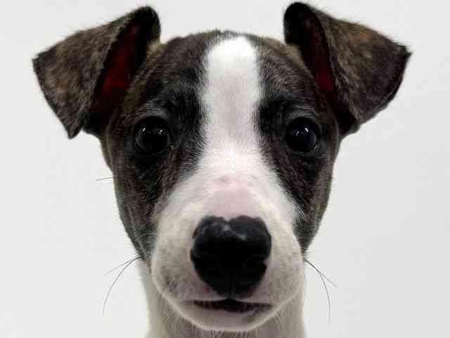 大阪府のウィペット (ひごペットフレンドリーくずはモール店/2025年8月16日生まれ/女の子/ブリンドルホワイト)の子犬の1枚目の画像