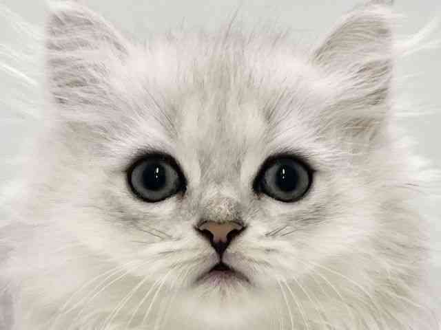 高知県のペルシャ (ひごペットフレンドリーイオンモール高知店/2025年8月13日生まれ/男の子/ブルーチンチラシルバー)の子猫の1枚目の画像