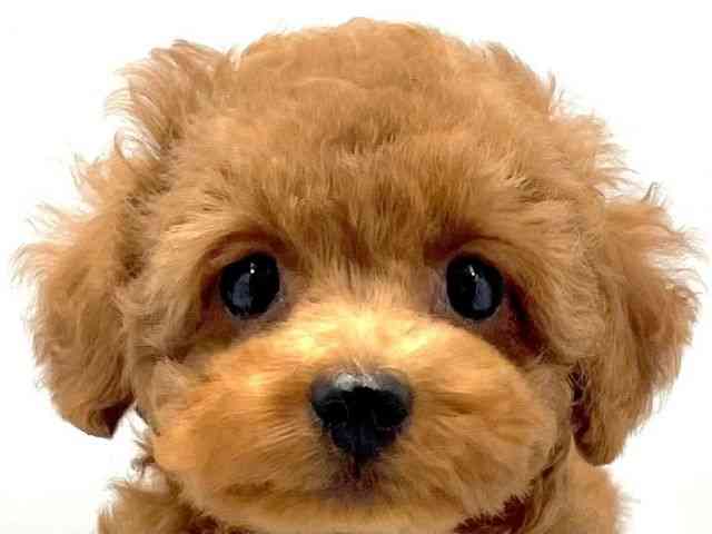 大阪府のトイプードル(トイ) (ひごペットフレンドリー東淀川店/2025年8月17日生まれ/男の子/レッド)の子犬の1枚目の画像