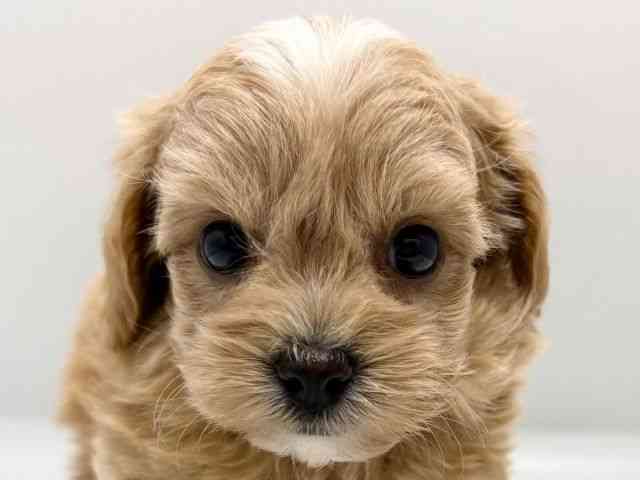 京都府のチワプー/プーチー(チワワ×プードル) (ひごペットフレンドリー京都店/2025年8月16日生まれ/男の子/アプリコット)の子犬の1枚目の画像