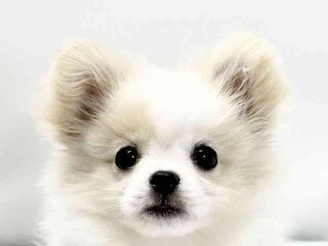 愛媛県のペキポメ/ポメペキ(ペキニーズ×ポメラニアン) (ひごペットフレンドリーイオンモール今治新都市店/2025年8月16日生まれ/女の子/クリーム)の子犬の1枚目の画像