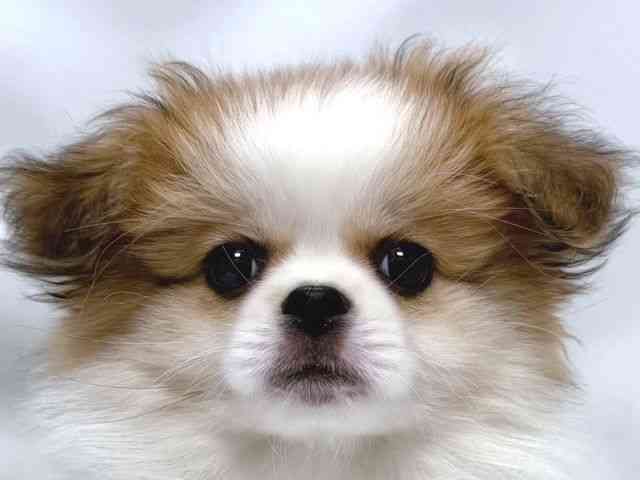 大阪府のペキポメ/ポメペキ(ペキニーズ×ポメラニアン) (ひごペットフレンドリー堺プラットプラット店/2025年8月16日生まれ/女の子/オレンジホワイト)の子犬の1枚目の画像