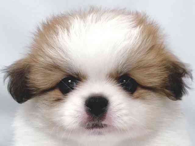 大阪府のハーフ犬・ミックス犬 (ひごペットフレンドリー堺プラットプラット店/2025年8月16日生まれ/女の子/オレンジホワイト)の子犬の1枚目の画像