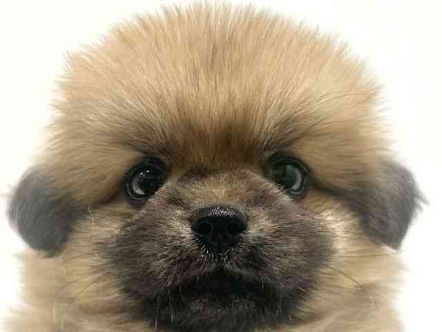 大阪府のハーフ犬・ミックス犬 (ひごペットフレンドリーイオン高槻店/2025年8月16日生まれ/男の子/オレンジ)の子犬の1枚目の画像