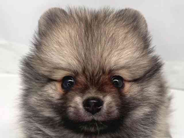 京都府のポメラニアン (ひごペットフレンドリー洛北阪急スクエア店/2025年8月15日生まれ/男の子/ウルフセーブル)の子犬の1枚目の画像