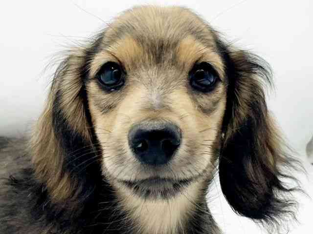 兵庫県のミニチュアダックスフンド(ロング) (ひごペットフレンドリーコロワ甲子園店/2025年8月9日生まれ/男の子/シェーデットレッド)の子犬の1枚目の画像