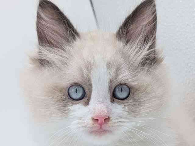 香川県のラグドール (ひごペットフレンドリーゆめタウン高松店/2025年8月7日生まれ/男の子/シールポイントバイカラー)の子猫の1枚目の画像