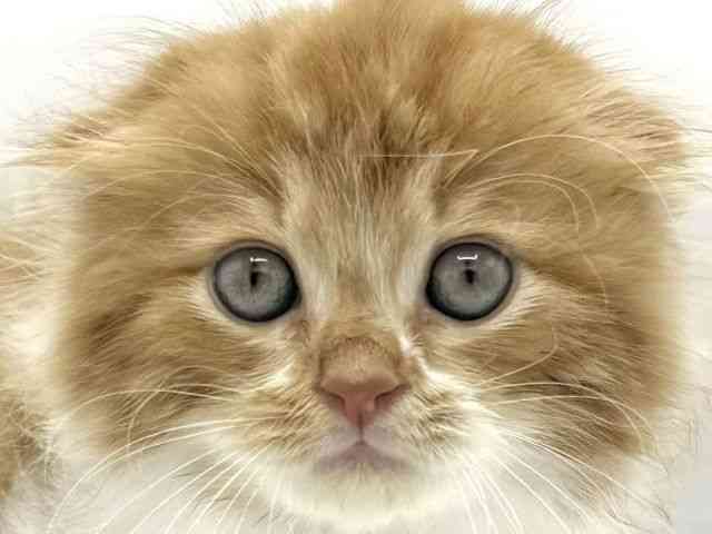 大阪府のスコティッシュフォールド (ひごペットフレンドリーららぽーとEXPOCITY店/2025年8月16日生まれ/男の子/レッドタビーホワイト)の子猫の1枚目の画像