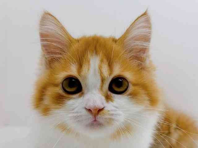 広島県のスコティッシュフォールド (ひごペットフレンドリーフジグラン神辺店/2025年8月15日生まれ/女の子/レッドタビーホワイト)の子猫の1枚目の画像