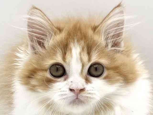 兵庫県のスコティッシュフォールド (ひごペットフレンドリークラウンパーク伊丹店/2025年8月15日生まれ/女の子/レッドタビーホワイト)の子猫の1枚目の画像