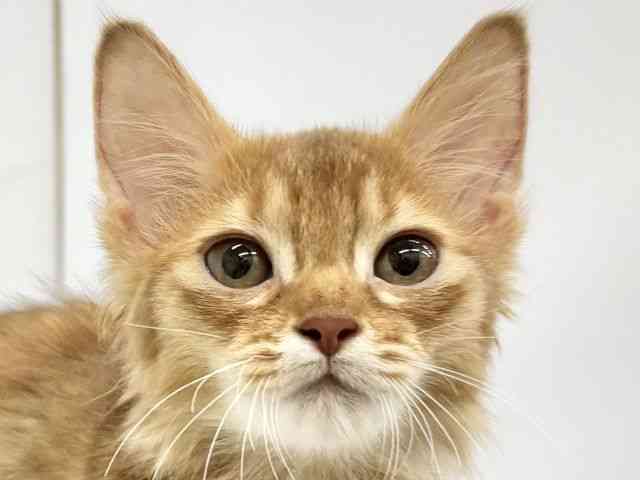 大阪府のソマリ (ひごペットフレンドリーイオンタウン茨木太田店/2025年8月14日生まれ/女の子/レッド)の子猫の1枚目の画像