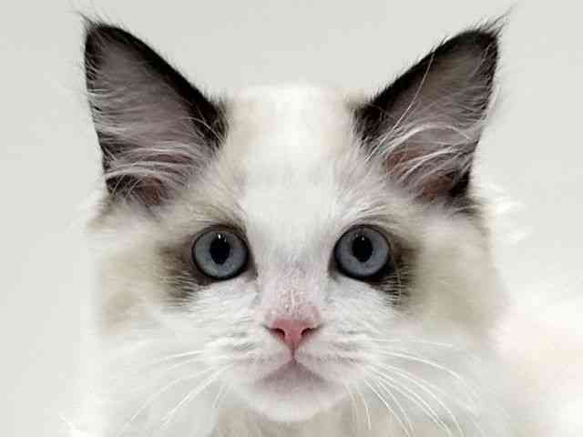 愛知県のラグドール (ひごペットフレンドリーららぽーと名古屋みなとアクルス店/2025年8月11日生まれ/女の子/シールポイント)の子猫の1枚目の画像