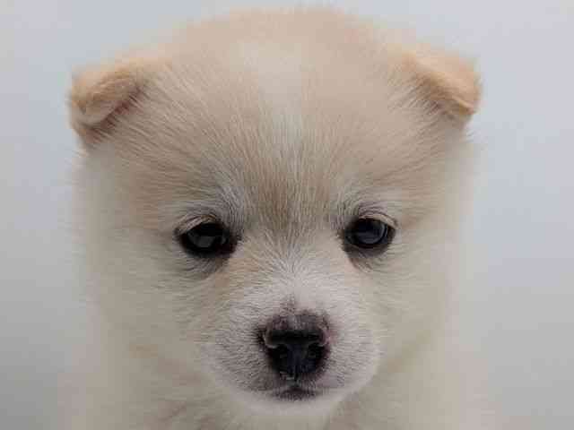 香川県のポメ柴/豆ポメ/ポメ豆柴(ポメラニアン×柴犬) (ひごペットフレンドリーゆめタウン高松店/2025年8月17日生まれ/男の子/白)の子犬の1枚目の画像