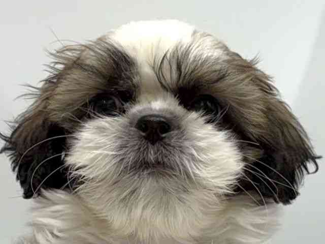 愛知県のシーズー (ひごペットフレンドリーヴィアモール アピタ江南西店/2025年8月17日生まれ/男の子/ゴールドホワイト)の子犬の1枚目の画像