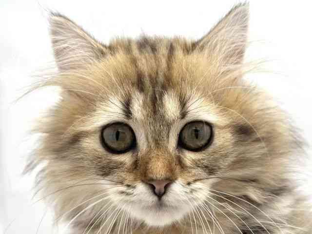 兵庫県のミヌエット (ひごペットフレンドリークラウンパーク伊丹店/2025年8月16日生まれ/女の子/ブラウンタビー)の子猫の1枚目の画像