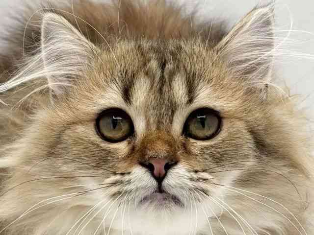 兵庫県のミヌエット (ひごペットフレンドリークラウンパーク伊丹店/2025年8月16日生まれ/女の子/ブラウンタビー)の子猫の1枚目の画像