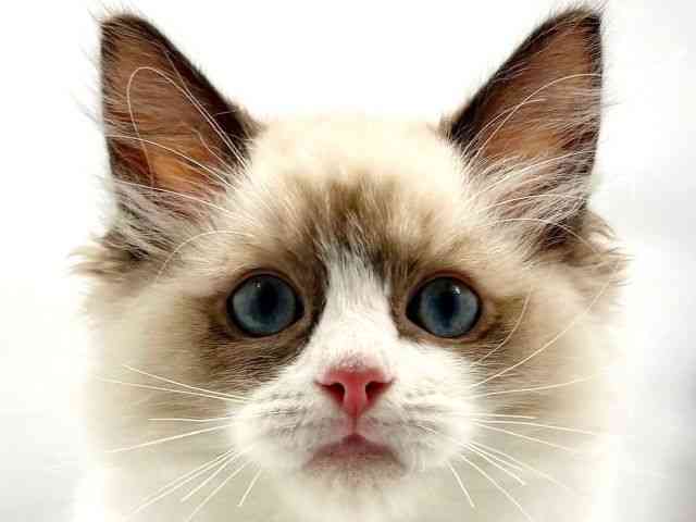 大阪府のラグドール (ひごペットフレンドリー東淀川店/2025年8月7日生まれ/男の子/シールポイントバイカラー)の子猫の1枚目の画像