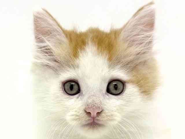 大阪府のノルウェージャンフォレストキャット (ひごペットフレンドリーくずはモール店/2025年8月17日生まれ/男の子/レッドタビーホワイトバン)の子猫の1枚目の画像