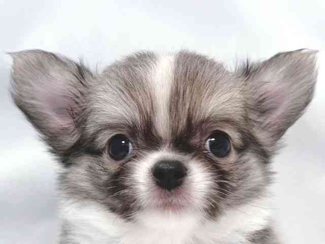 大阪府のチワワ(ロング) (ひごペットフレンドリー堺プラットプラット店/2025年8月16日生まれ/男の子/フォーンホワイト)の子犬の1枚目の画像