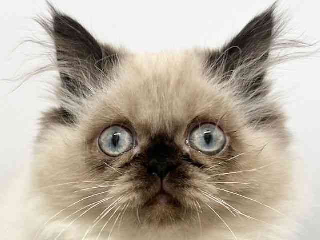 大阪府のヒマラヤン (ひごペットフレンドリーイオンタウン豊中庄内店/2025年8月7日生まれ/女の子/シールポイント)の子猫の1枚目の画像