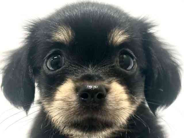 大阪府のチワックス(チワワ×ダックス) (ひごペットフレンドリーイオン高槻店/2025年8月16日生まれ/女の子/ブラックタン)の子犬の1枚目の画像