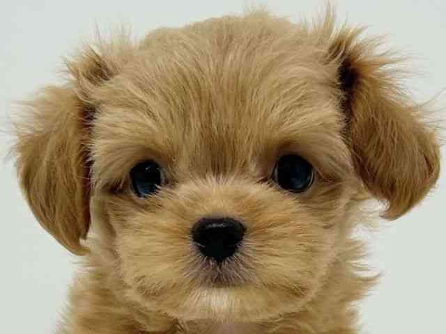 兵庫県のチワプー/プーチー(チワワ×プードル) (ひごペットフレンドリーブルメールHAT神戸店/2025年8月16日生まれ/女の子/アプリコット)の子犬の1枚目の画像