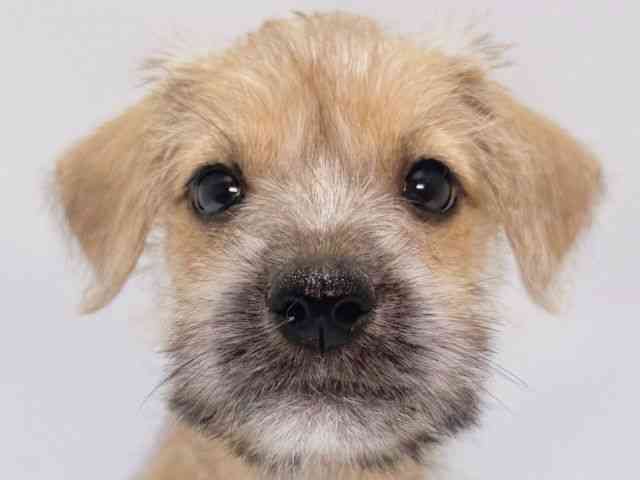 大阪府のハーフ犬・ミックス犬 (ひごペットフレンドリーイズミヤショッピングセンター千里丘店/2025年8月16日生まれ/女の子/レッド)の子犬の1枚目の画像