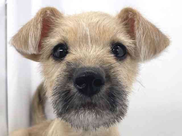 兵庫県のハーフ犬・ミックス犬 (ひごペットフレンドリーイオンタウン加古川店/2025年8月16日生まれ/女の子/レッド)の子犬の1枚目の画像