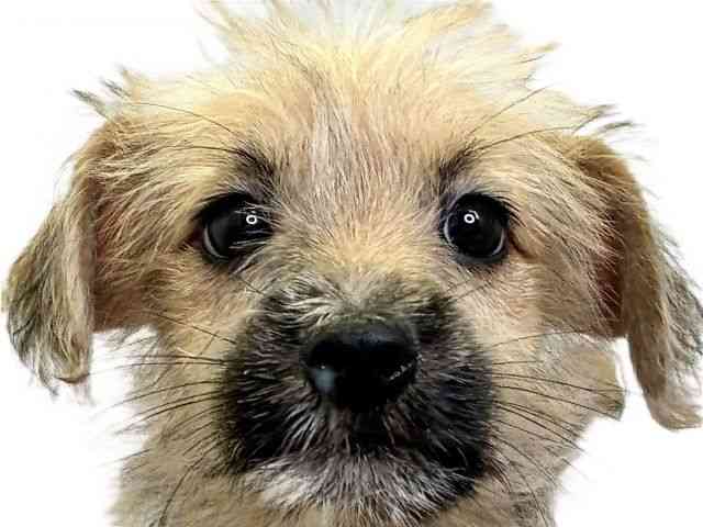 愛媛県のハーフ犬・ミックス犬 (ひごペットフレンドリーエミフルMASAKI店/2025年8月16日生まれ/男の子/レッド)の子犬の1枚目の画像