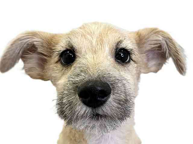 愛媛県のハーフ犬・ミックス犬 (ひごペットフレンドリーエミフルMASAKI店/2025年8月16日生まれ/男の子/レッド)の子犬の1枚目の画像