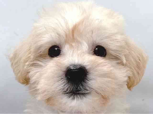 大阪府のシュナプー(シュナウザー×プードル) (ひごペットフレンドリー堺プラットプラット店/2025年8月14日生まれ/男の子/クリーム)の子犬の1枚目の画像