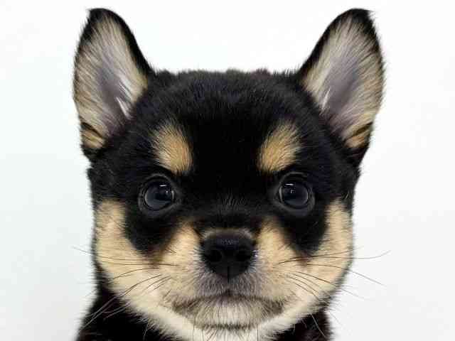 大阪府のチワ柴/柴チワ/チワシバ(チワワ×柴) (ひごペットフレンドリーくずはモール店/2025年8月14日生まれ/男の子/ブラックタン)の子犬の1枚目の画像