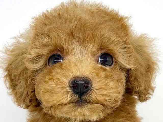 大阪府のトイプードル(トイ) (ひごペットフレンドリーいこらもーる泉佐野店/2025年8月16日生まれ/男の子/レッド)の子犬の1枚目の画像