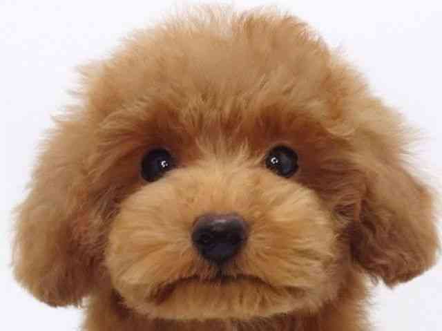 大阪府のトイプードル(トイ) (ひごペットフレンドリーいこらもーる泉佐野店/2025年8月16日生まれ/男の子/レッド)の子犬の1枚目の画像